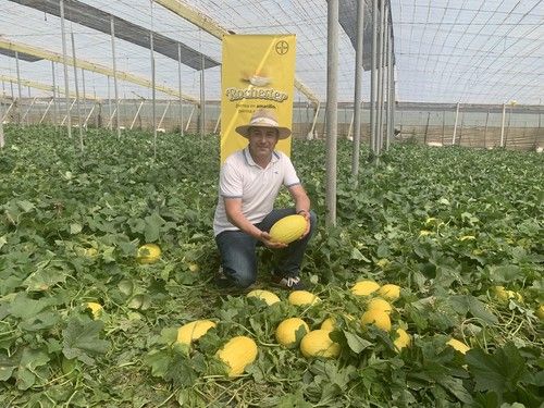 Seminis presenta sus novedades en melón amarillo y en cantaloup, Rochester y Sugarkech