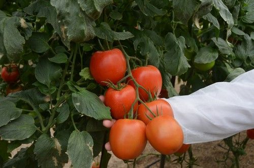 Sargento, el tomate pera con calibre de HM.CLAUSE, se presenta en unas jornadas de campo