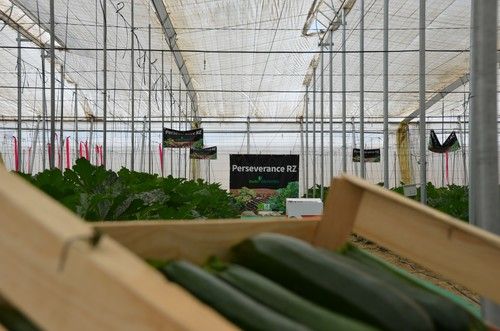 Rijk Zwaan presenta a empresas su primer calabacín resistente a Nueva Delhi Perseverance RZ