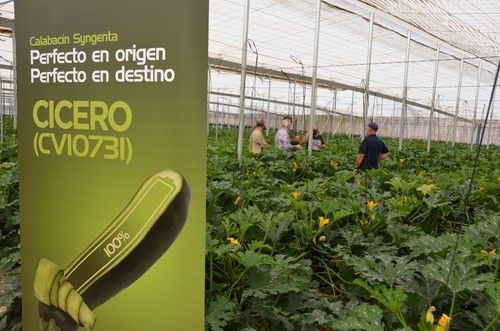Cicero se suma al catálogo de calabacín de Syngenta y se presenta a los agricultores almerienses