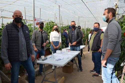 Jabana es la nueva incorporación de Zeraim para ciclo temprano de pimiento