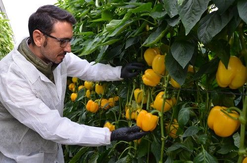 HM.CLAUSE muestra en su finca vitrina de pimiento sus nuevas variedades de la gama IÓN