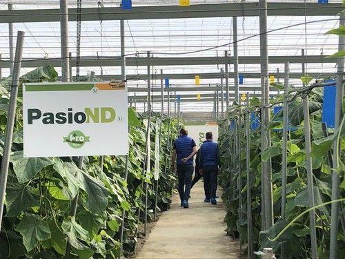 Hazera España muestra su pepino PasiónND a los agricultores de Carchuna durante unas jornadas