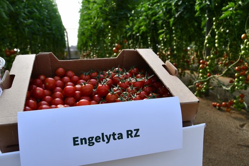Rijk Zwaan muestra sus mejores propuestas en tomate en una demo celebrada en Níjar
