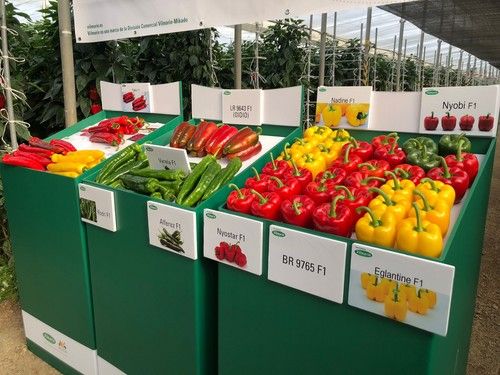 Vilmorin Mikado presenta BR9765, la novedad de California rojo en su portfolio de pimiento