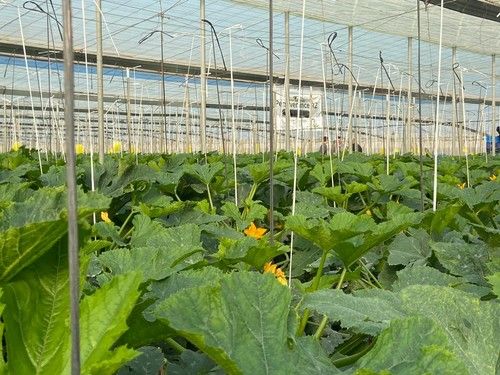 Los agricultores conocen Perseverance RZ, el calabacín de Rijk Zwaan con resistencia a Nueva Delhi