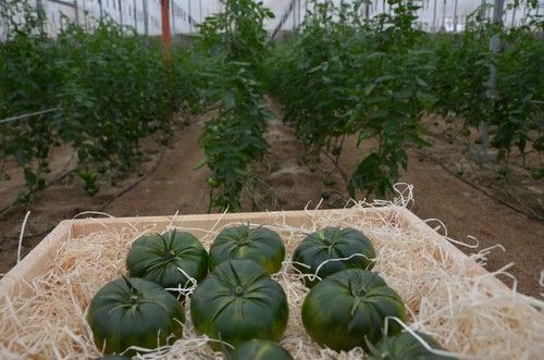 Albarado, el tomate con el que Semillas Fitó sorprende en la tiplogía de asurcados