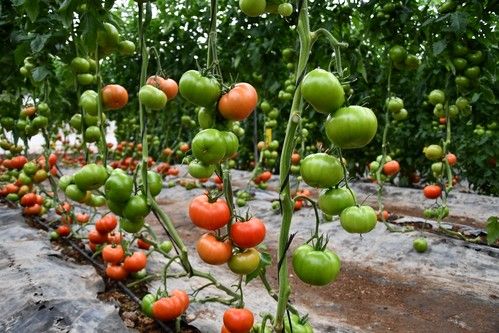Rijk Zwaan presenta en la Axarquía malagueña Errasty RZ, el beef de gran calibre y alta producción