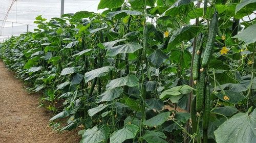 Syngenta somprende al campo con su 'pepino demoledor' Viggo