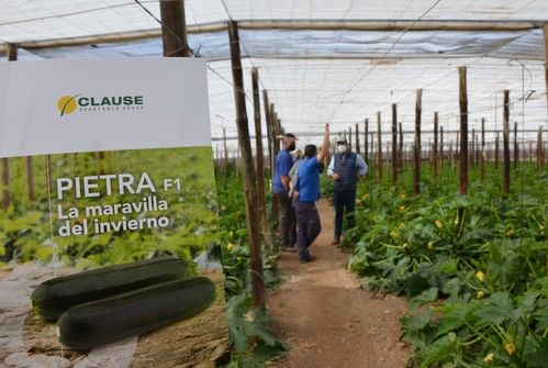 Pietra se confirma como el mejor calabacín para pasar el invierno