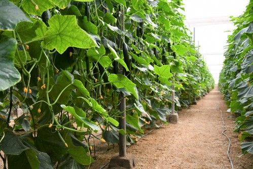blueleaf soluciona el CGMMV en pepino tardío con el 24-PT617 RZ