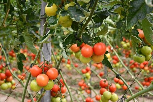 Rijk Zwaan muestra en una demo la fortaleza de sus tomates en invierno