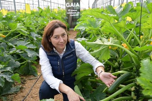Gaia, el nuevo calabacín de HM.CLAUSE para invierno con resistencia a oídio