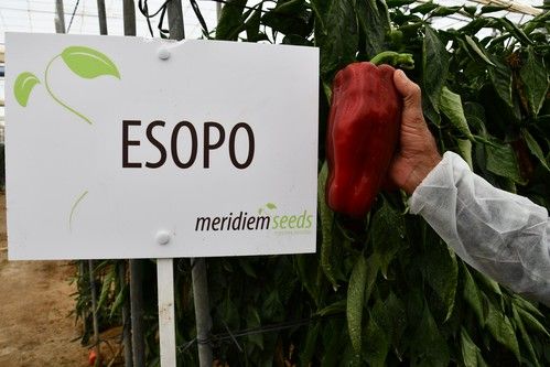 Esopo, un pimiento rojo y de elevado rendimiento