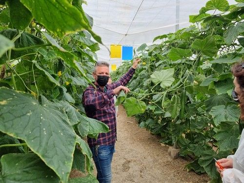 Remo y Sedal, los pepinos holandeses de Nunhems para el invierno