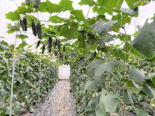 Rijk Zwaan presenta en campo Hakkinen RZ, el pepino corto con resistencia a oídio