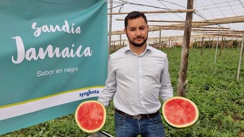 Jamaica, la sandía negra de Syngenta, se presenta en unas jornadas de campo en El Ejido