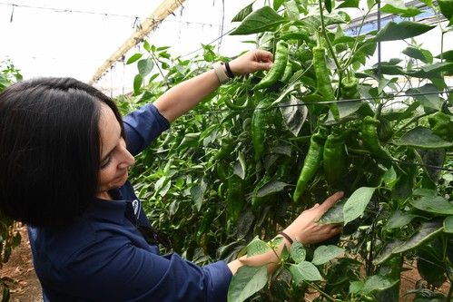 Vilmorin Mikado suma un nuevo italiano con resistencia a L4 a su catálogo de pimiento