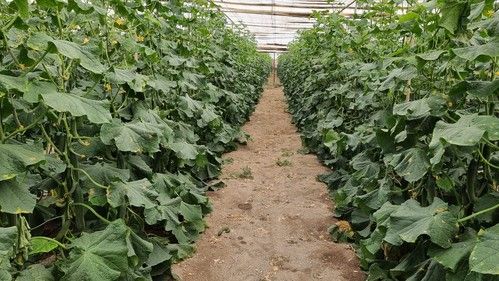 La calidad de fruto y las resistencias de Tintero F1 auguran buen futuro a esta novedad de Nunhems
