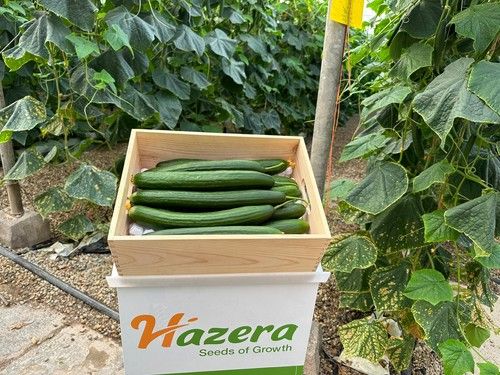 Hazera presenta su pepino holandés para ciclo de primavera y temprano ZiMMan con resistencia a CGMMV