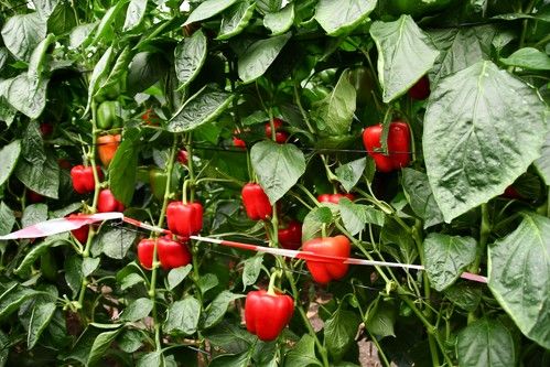 Kioto y Bokken demuestran el potencial de Syngenta en ciclo temprano de pimiento