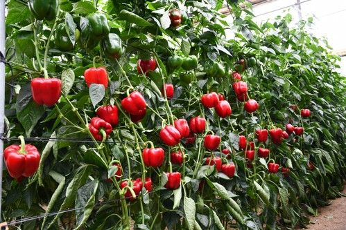 Syngenta pone en el mercado Jason, el California rojo para finales de julio