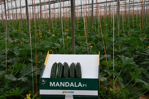 HM.CLAUSE presenta en Las Norias a Mandala, un calabacín con resistencia al virus de Nueva Delhi