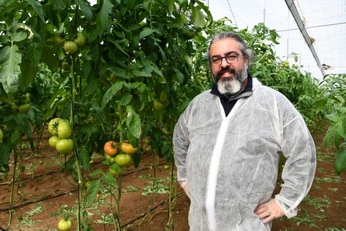 Llega Ibeth, el tomate de Syngenta con cinco resistencias, entre ellas al ToBRFV