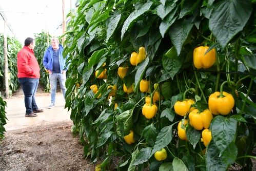 Roquetas y El Ejido acogen sendas jornadas de presentación del pimiento Salonikas de BASF