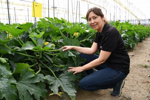 HM.CLAUSE pone en el mercado Gaia, un calabacín de invierno con excelente conservación