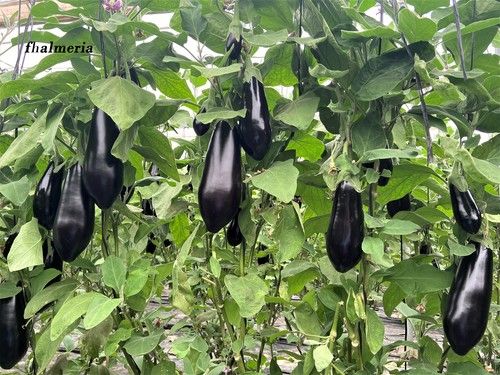Rijk Zwaan presenta su nueva berenjena larga, oscura y de excelente brillo, Nelka RZ
