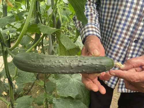Meridiem Seeds presume del excelente rebrote de Denzel