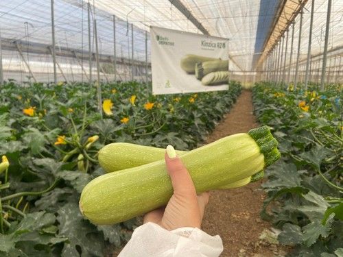 Rijk Zwaan presenta su nuevo calabacín blanco con resistencia a Nueva Delhi, Kinzica RZ