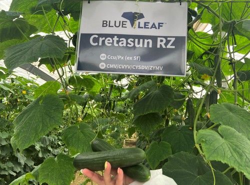 Rijk Zwaan presenta sus novedades blueleaf en pepino mini, francés y español