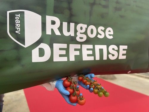 Rijk Zwaan muestra en campo sus soluciones al rugoso en su evento Tomeet