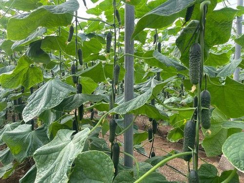 CapGen Seeds presenta a Martínez, su última novedad en pepino corto