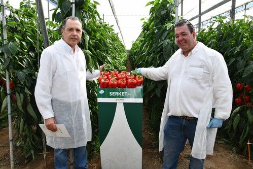 Los agricultores del Levante almeriense conocen los nuevos pimientos California de HM.CLAUSE