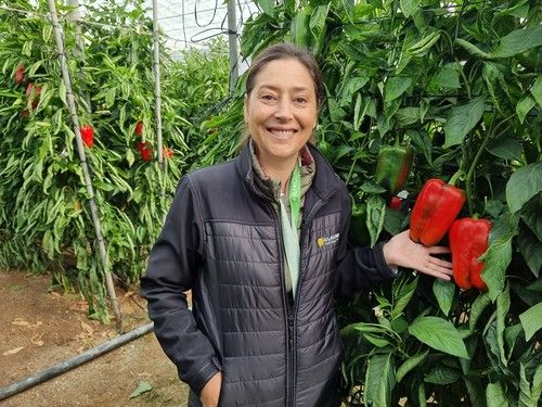 Llega Gardel, el nuevo pimiento lamuyo de HM.CLAUSE con resistencia a oídio
