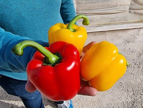 BASF|Nunhems convoca a cientos de agricultores para mostrar su gama Olimpo de pimientos California