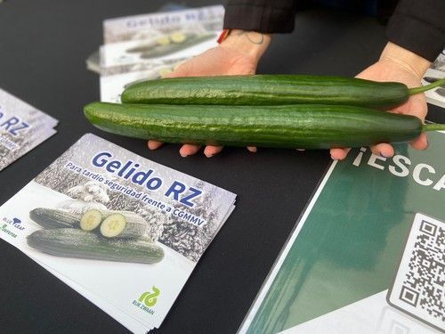 Rijk Zwaan presenta Gelido RZ, el nuevo holandés para tardío con resistencia a CGMMV