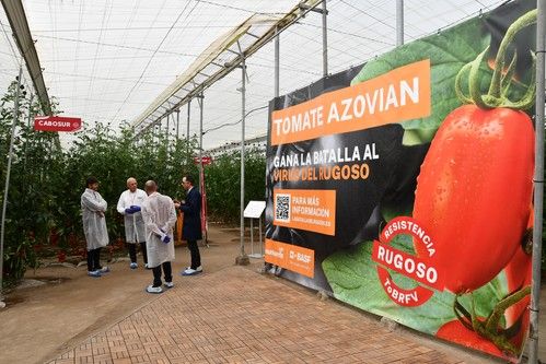 BASF| Nunhems muestra en su finca DEMO una veintena de variedades contra el rugoso