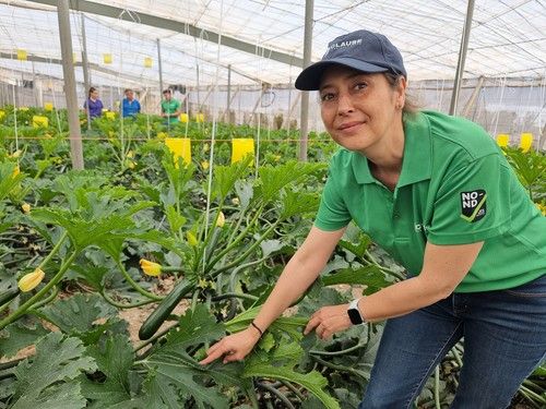 HM.CLAUSE muestra en campo el potencial de su variedad Dharma, también en primavera