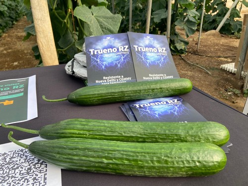 Rijk Zwaan muestra las fases del ciclo de cultivo de Trueno RZ en varias fincas del Poniente