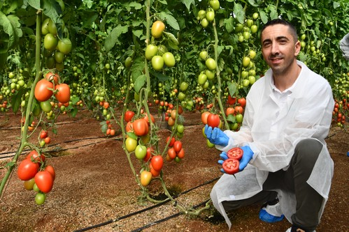 Hazera España amplía su portfolio con Heredero y Renora, los nuevos pera con resistencia a rugoso