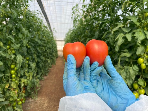 CapGen lanza CGT3615, su nuevo tomate pera para exportación resistente al rugoso