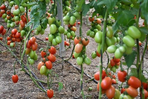 Los agricultores comprueban de primera mano la resistencia al rugoso de Batalla