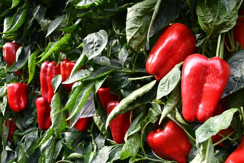Bayer demuestra la fuerza de Bultaco ante agricultores y técnicos