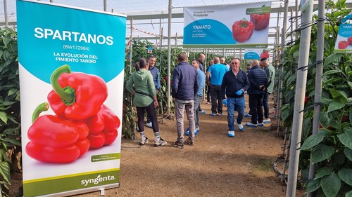 Syngenta presenta esta semana sus tres novedades para ciclo tardío: Spartanos, Balcanes y Yamato