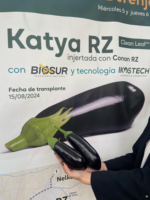 Rijk Zwaan muestra en campo su nueva berenjena Clean Leaf, Katya RZ, y la negra Nelka RZ