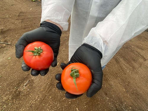 Yuksel Seeds muestra en campo Tobias, el tomate suelto de elevada producción y resistente a rugoso